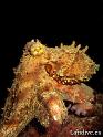 Pulpo comun ( Octopus vulgaris )2